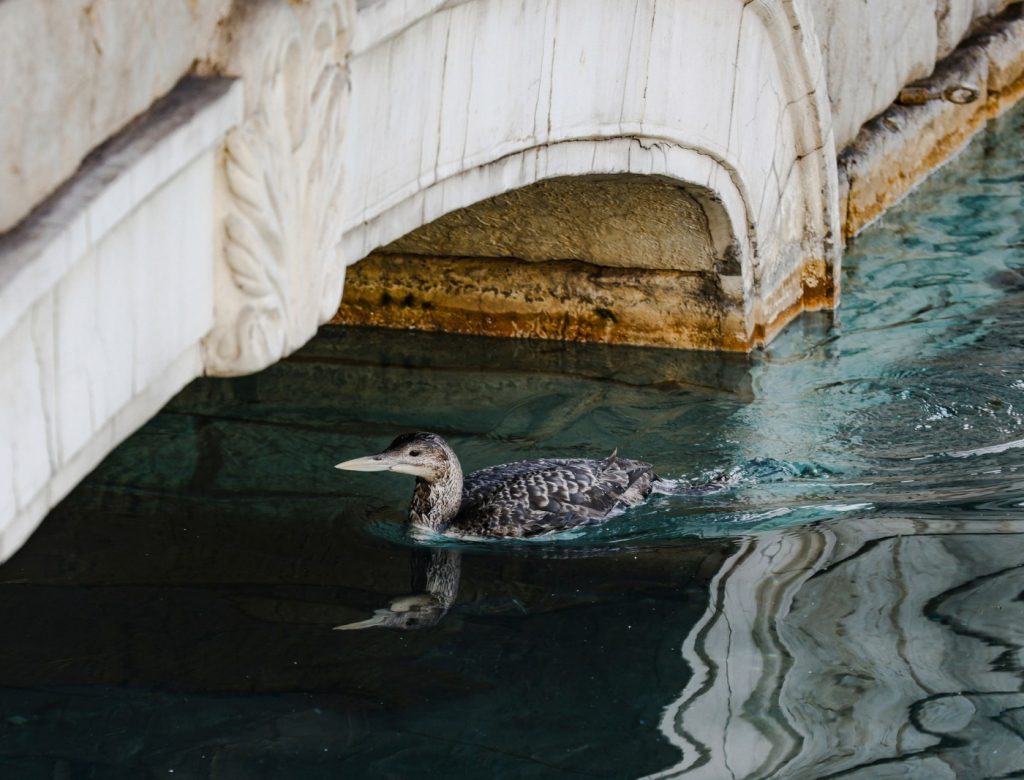 Bellagio fountains pause show after rare loon makes a visit