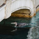 Bellagio fountains pause show after rare loon makes a visit