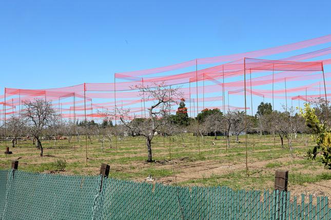 Los Gatos eases story pole restrictions for new developments