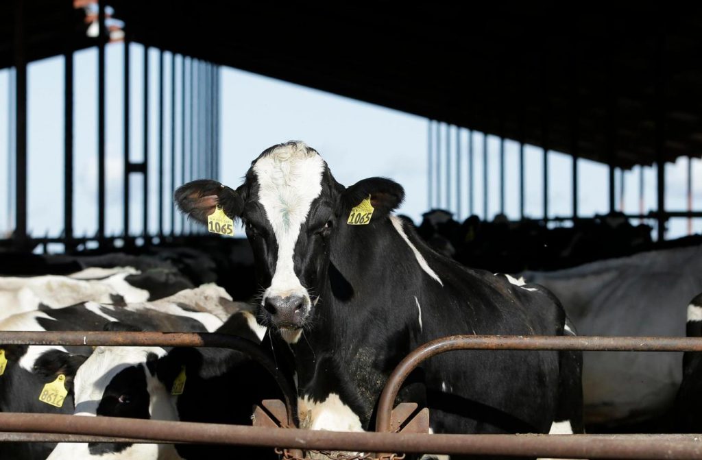 Bird flu’s disturbing new turn into cattle — are California herds safe?