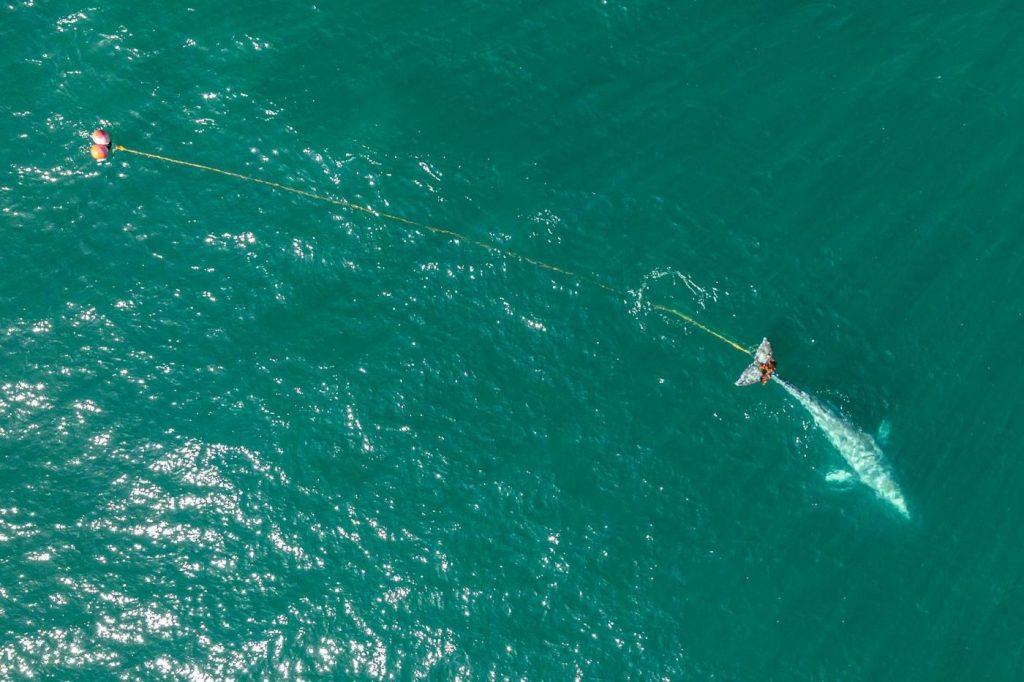 Rescuers search off Northern California coast for young gray whale entangled in gill net