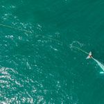 Rescuers search off Northern California coast for young gray whale entangled in gill net