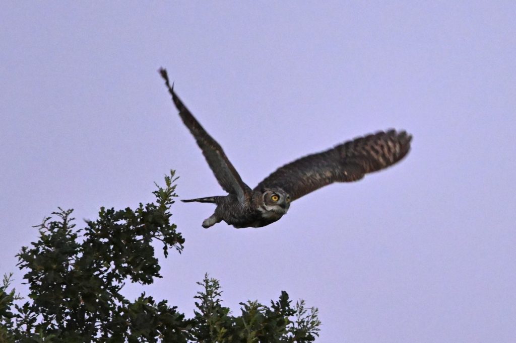 Giving a hoot: How to protect owls in your backyard