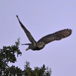 Giving a hoot: How to protect owls in your backyard