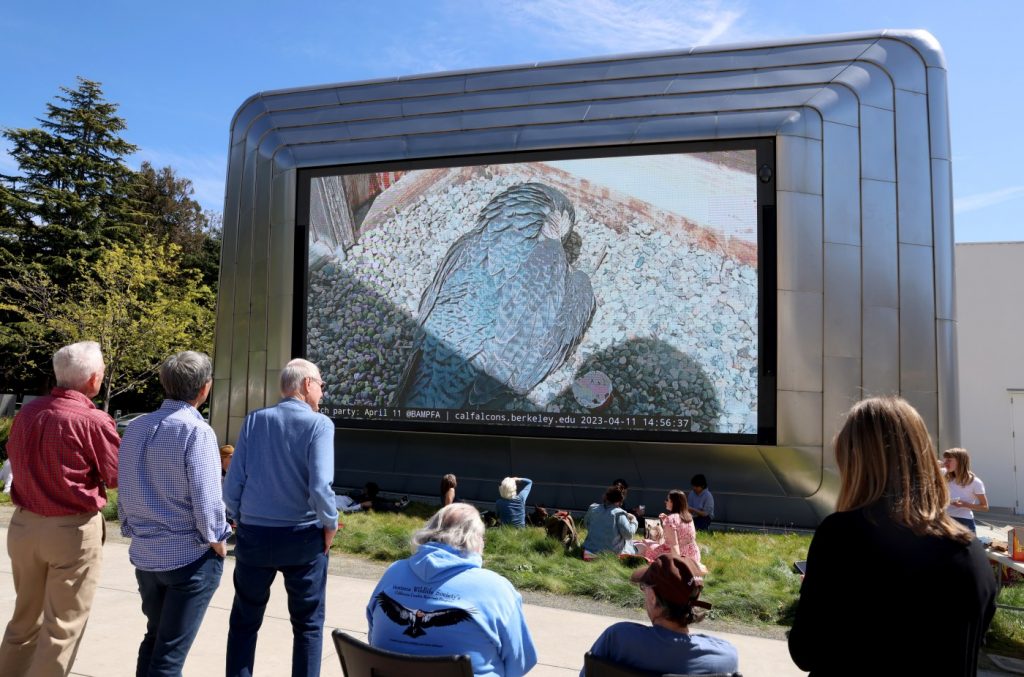 Everyone rejoice: It will soon be Hatch Day for Berkeley’s peregrine falcons