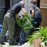 Alameda County had $77.8 million in black-market marijuana seized last year — the most in California