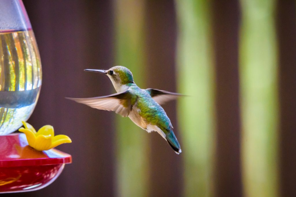 Are hummingbird feeders to blame for two bird deaths in Palo Alto?