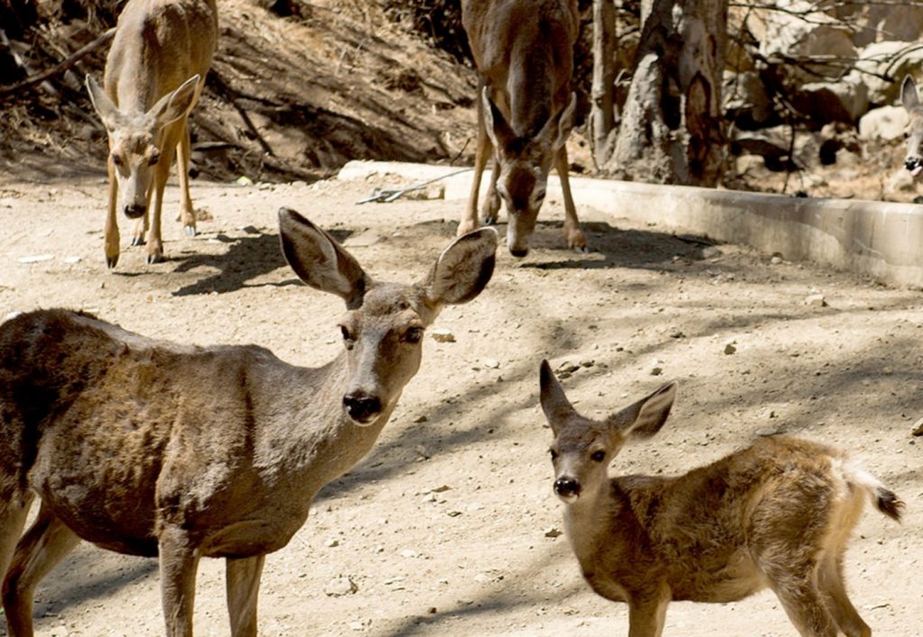 Plan to kill Catalina deer using sharpshooters in copters attracts opposition