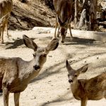 Plan to kill Catalina deer using sharpshooters in copters attracts opposition