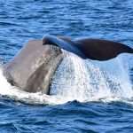 Sperm whale is surprise sighting off California coast