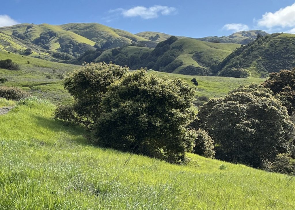 Marin hike: An enchanting adventure through Big Rock