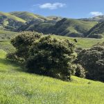 Marin hike: An enchanting adventure through Big Rock