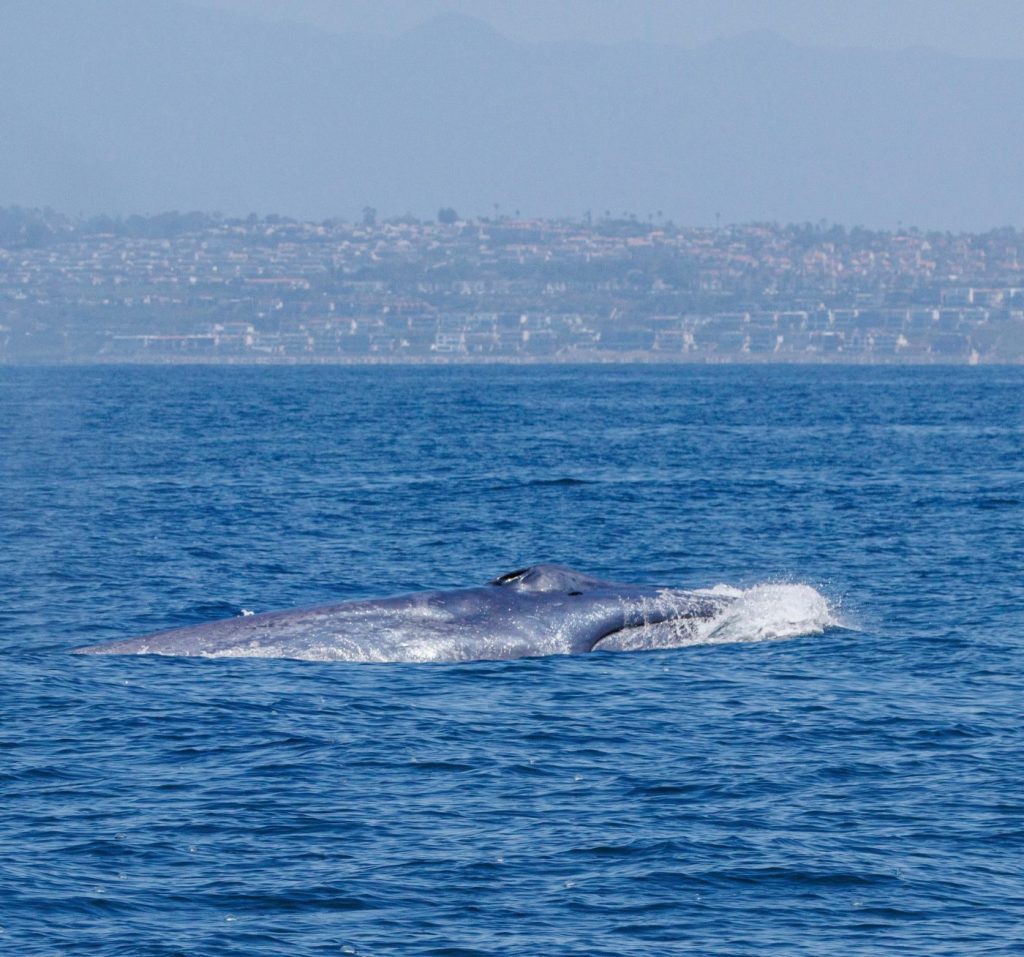 Season’s first blue whale does ‘greyhounding lunges’ off California coast