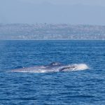 Season’s first blue whale does ‘greyhounding lunges’ off California coast