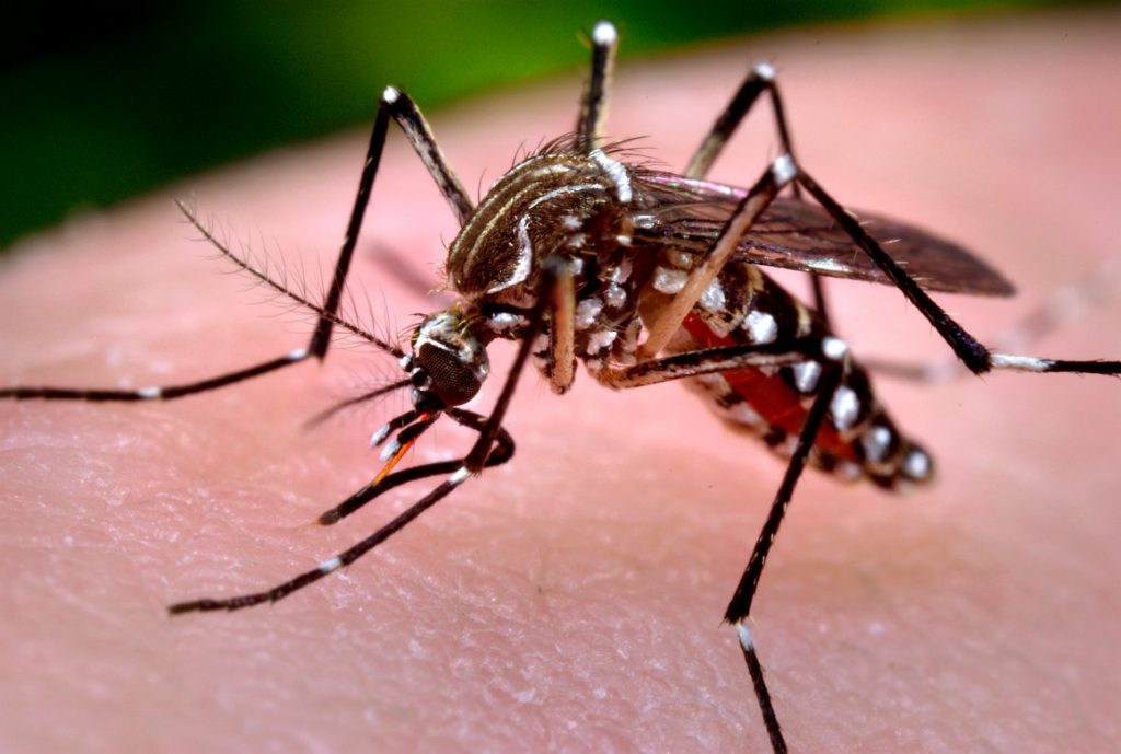 Invasive mosquitoes were spotted in East San Jose. Here’s how you can stop the dangerous pests.