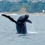 A frolicking humpback, 3 minkes and dolphins put on a show off California coast