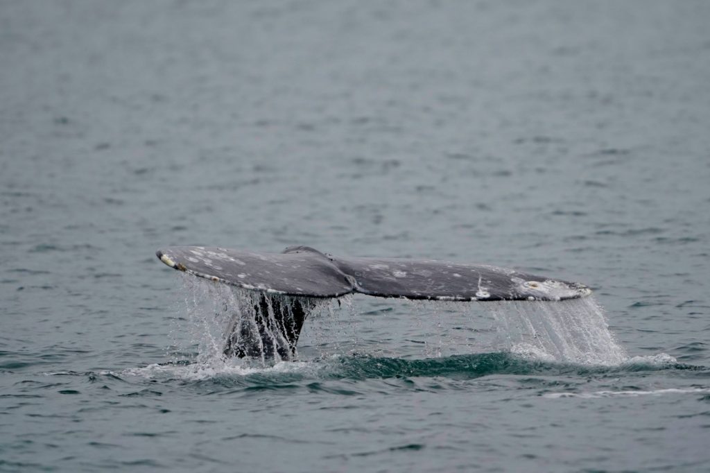 Dead gray whale washes up on Alameda beach