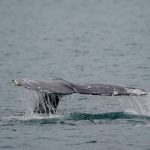 Dead gray whale washes up on Alameda beach