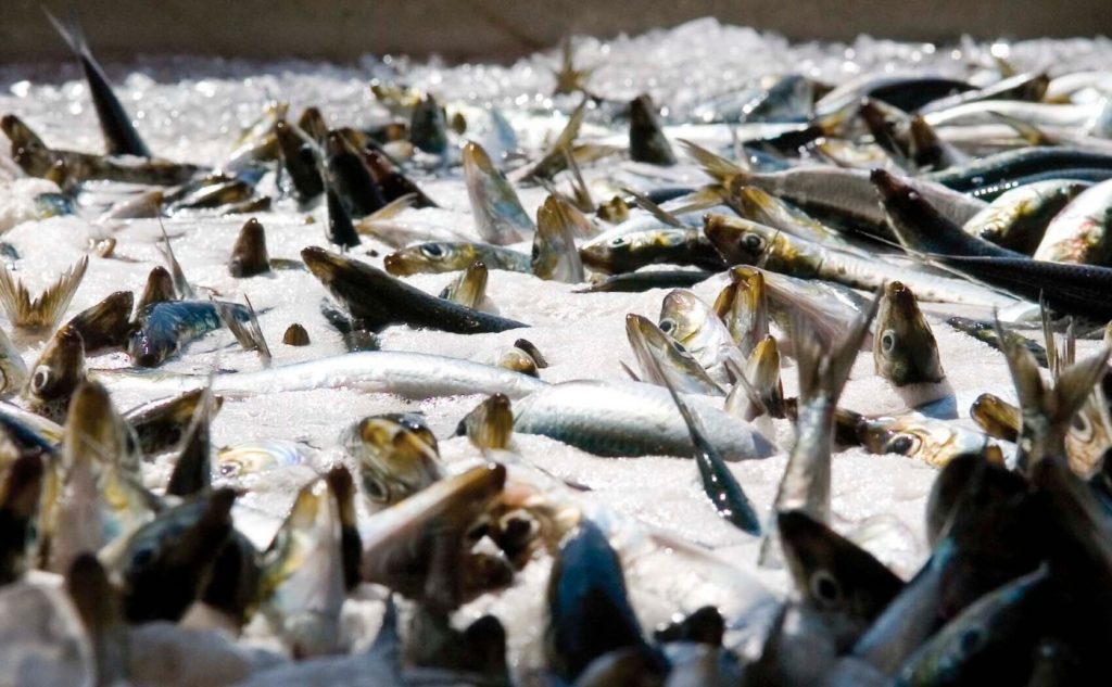 Fed plan to rebuild Pacific sardine population was insufficient, California judge finds