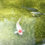 Hakone Gardens looking to raise $4 million for much-needed koi pond fixes