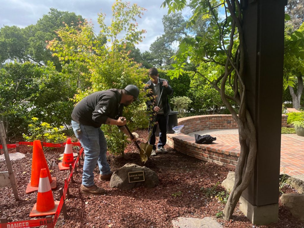 Saratoga replaces historic oak tree at Arbor Day celebration