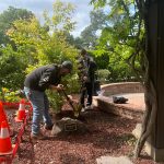 Saratoga replaces historic oak tree at Arbor Day celebration