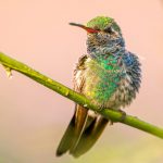 How to make your garden more attractive for hummingbirds