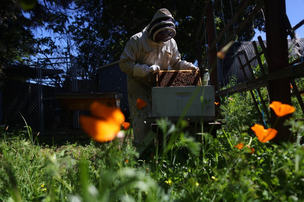 Home is where the honeybees are: Cupertino beekeeper shares knowledge with locals