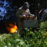 Home is where the honeybees are: Cupertino beekeeper shares knowledge with locals