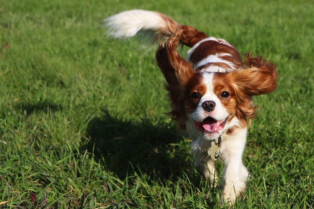 Why are two Sunnyvale dogs eating dirt and is it bad for them?