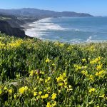 Will there be a ‘superbloom’ this year in California? Here’s what to know