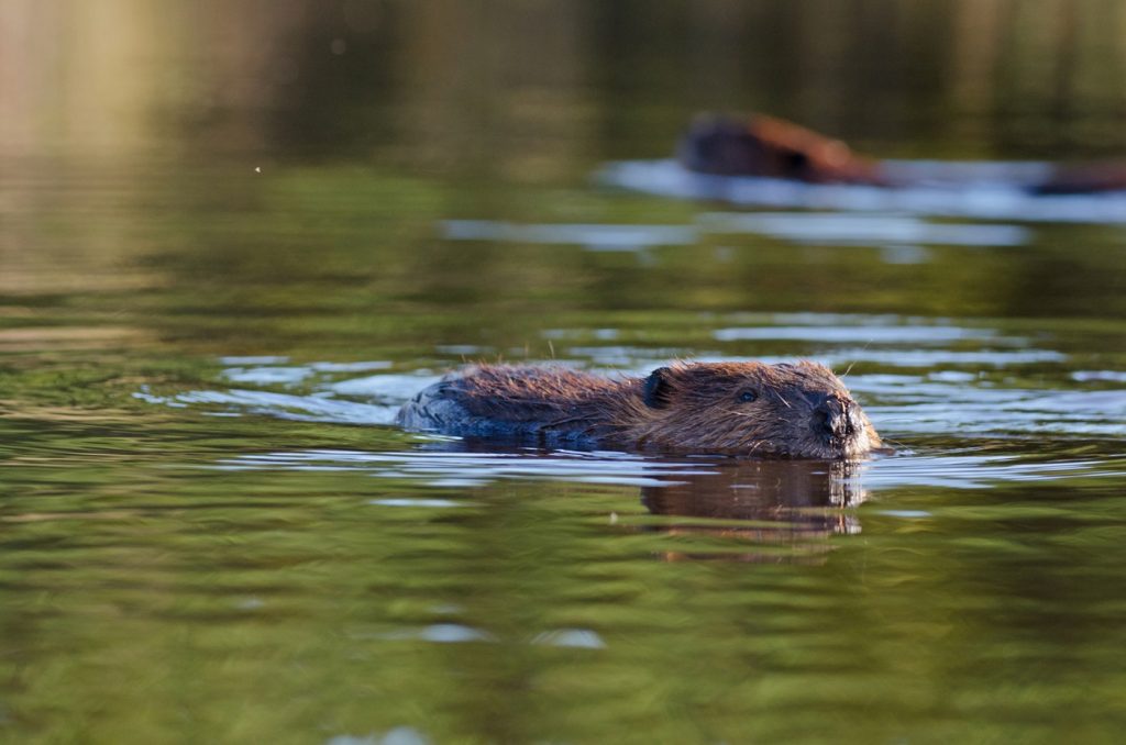 Yes, beavers can help stop wildfires. And more places in California are embracing them