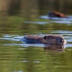 Yes, beavers can help stop wildfires. And more places in California are embracing them