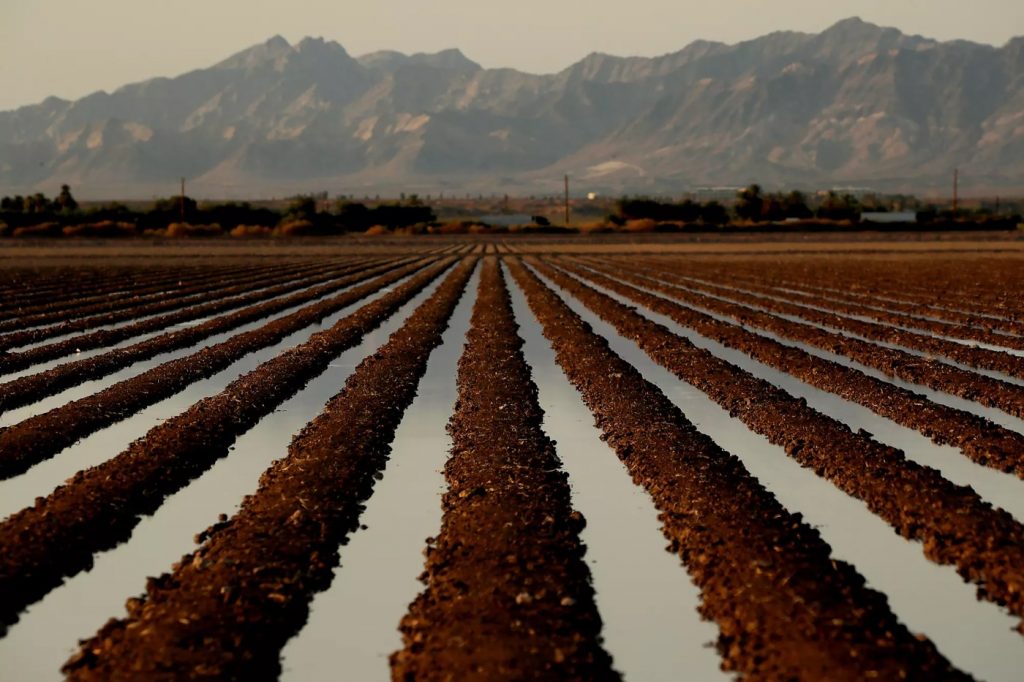 Hay grown for cattle consumes nearly half the water drawn from Colorado River, study finds