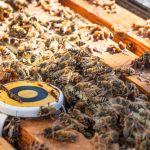 Western honey bee colonies at risk of collapse, study finds