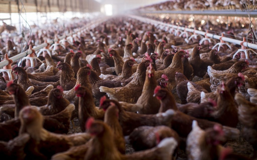 Avian flu outbreak raises a disturbing question: Is our food system built on poop?