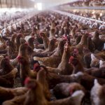 Avian flu outbreak raises a disturbing question: Is our food system built on poop?