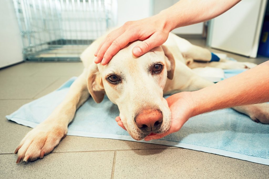 Vets fret as private equity snaps up clinics, pet care companies