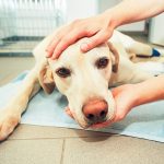 Vets fret as private equity snaps up clinics, pet care companies