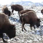 A Yellowstone visitor kicked a bison, and that did not end well, rangers say