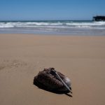 Scores of starving and sick pelicans are found along the California coast