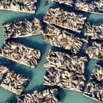 Photos: Sea lions swarm the docks at San Francisco’s Pier 39