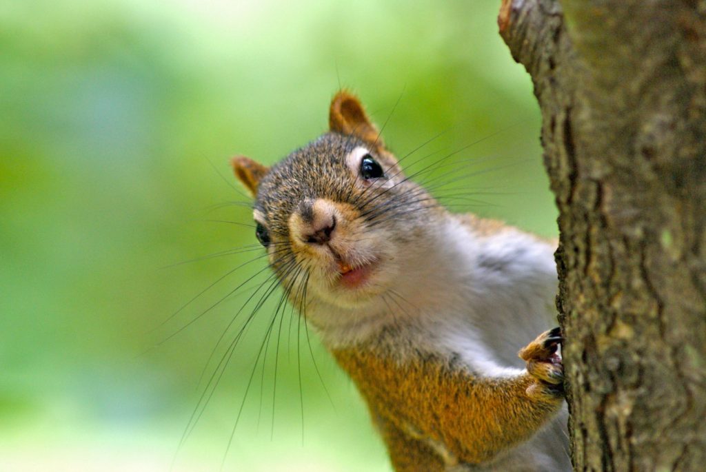 Oakland man asks how to discourage squirrels from ravaging his fruit trees, garden