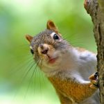 Oakland man asks how to discourage squirrels from ravaging his fruit trees, garden