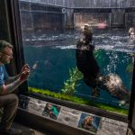 Monterey Bay Aquarium to offer free admission to low-income residents