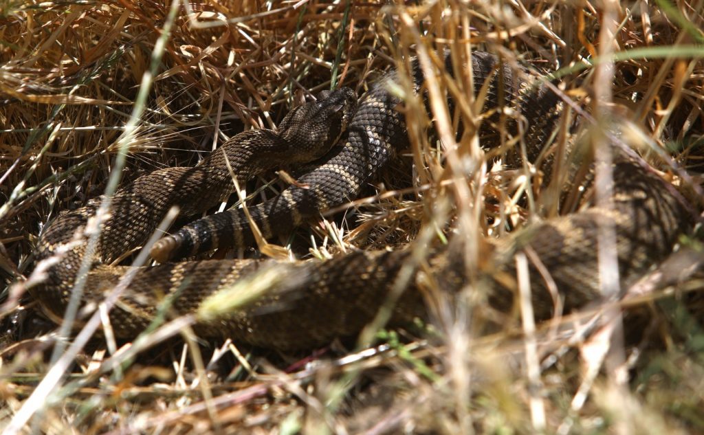 Did a Southern California rattlesnake hitch a ride to Walnut Creek?