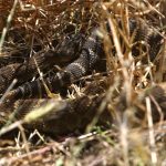 Did a Southern California rattlesnake hitch a ride to Walnut Creek?