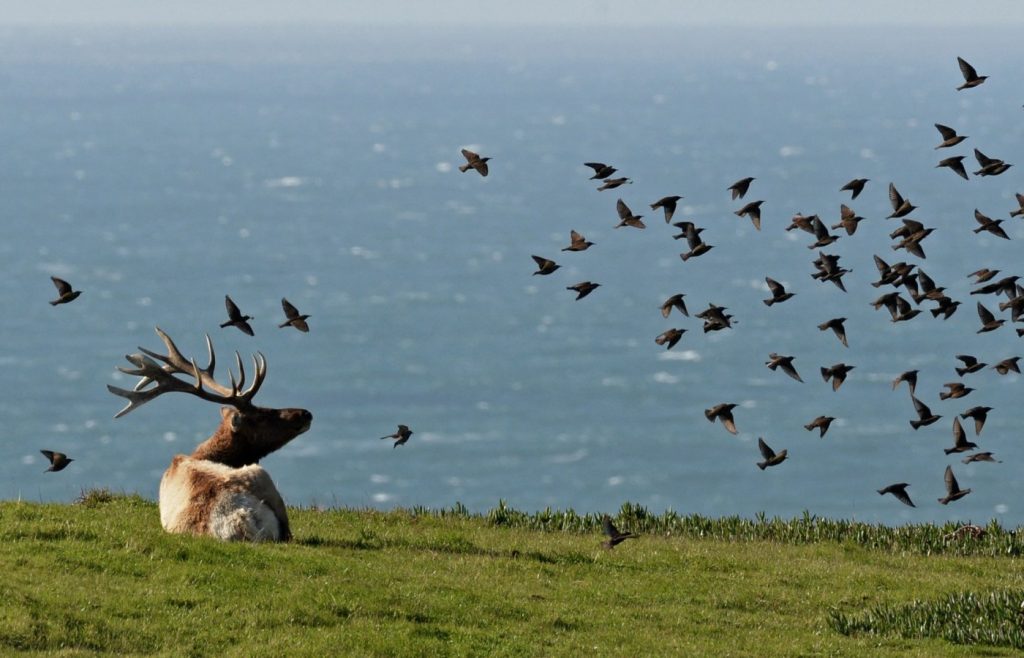 Point Reyes seashore study favors elk fence removal