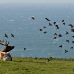 Point Reyes seashore study favors elk fence removal