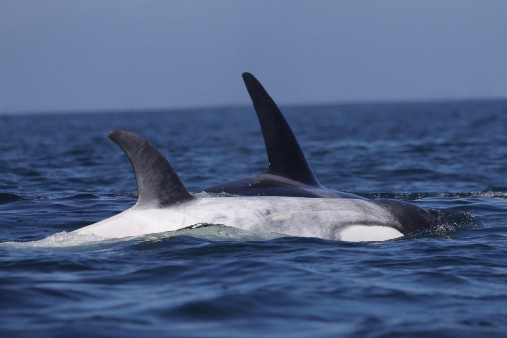 White orca Frosty, now 4, spotted off California with transient pod CA216